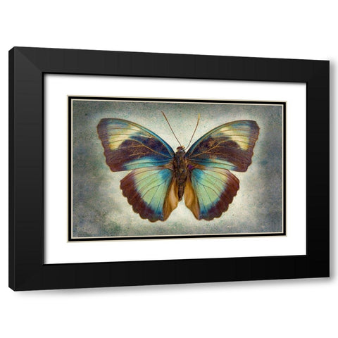 Brown Patch Ceres Forester Black Modern Wood Framed Art Print with Double Matting by Reynolds, Richard