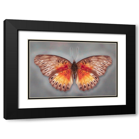 Common Red Glider Black Modern Wood Framed Art Print with Double Matting by Reynolds, Richard