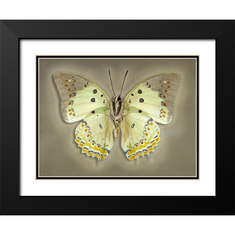 Jewelled Nawab Black Modern Wood Framed Art Print with Double Matting by Reynolds, Richard