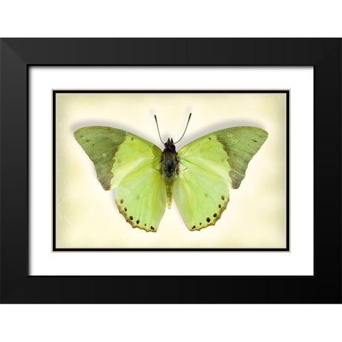 Common Green Charaxes Black Modern Wood Framed Art Print with Double Matting by Reynolds, Richard