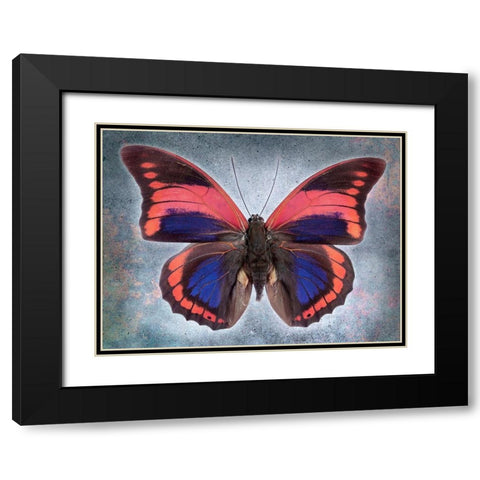 Prepona Praeneste Confusa Black Modern Wood Framed Art Print with Double Matting by Reynolds, Richard