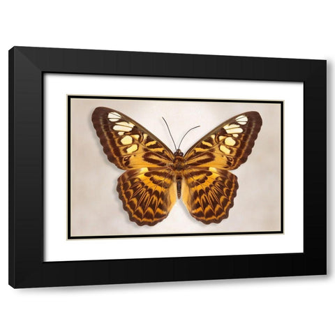 Clipper Butterfly Black Modern Wood Framed Art Print with Double Matting by Reynolds, Richard