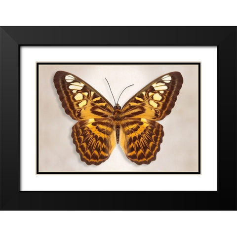 Clipper Butterfly Black Modern Wood Framed Art Print with Double Matting by Reynolds, Richard