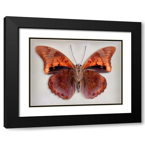 Prepona Praeneste Confusa - Underside Black Modern Wood Framed Art Print with Double Matting by Reynolds, Richard