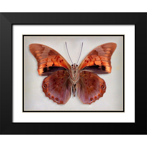 Prepona Praeneste Confusa - Underside Black Modern Wood Framed Art Print with Double Matting by Reynolds, Richard