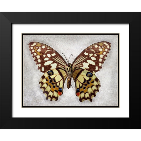 Checkered Swallowtail Black Modern Wood Framed Art Print with Double Matting by Reynolds, Richard