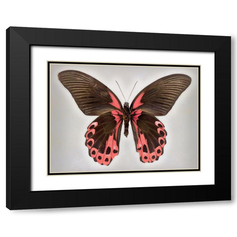 Red Mormon Black Modern Wood Framed Art Print with Double Matting by Reynolds, Richard
