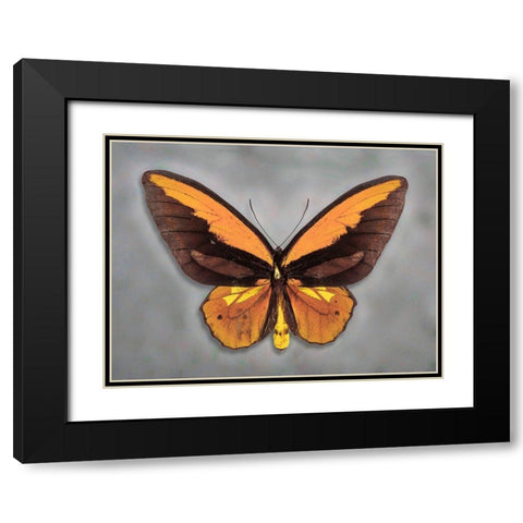Wallaces Golden Birdwing Black Modern Wood Framed Art Print with Double Matting by Reynolds, Richard