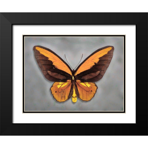Wallaces Golden Birdwing Black Modern Wood Framed Art Print with Double Matting by Reynolds, Richard