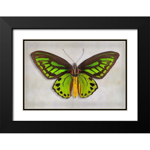 Priams Birdwing Black Modern Wood Framed Art Print with Double Matting by Reynolds, Richard
