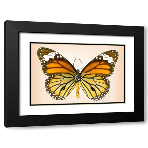Tiger Common Black Modern Wood Framed Art Print with Double Matting by Reynolds, Richard