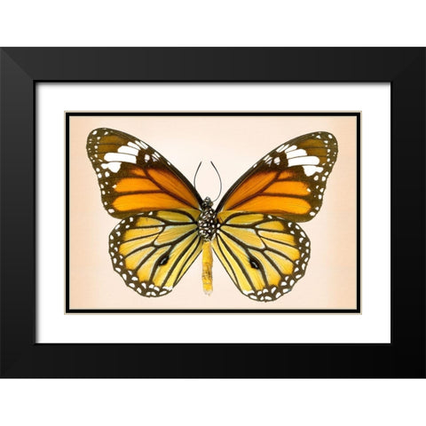 Tiger Common Black Modern Wood Framed Art Print with Double Matting by Reynolds, Richard