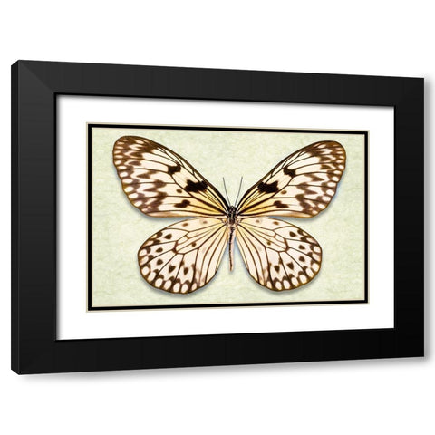 Rice Paper Butterfly Black Modern Wood Framed Art Print with Double Matting by Reynolds, Richard