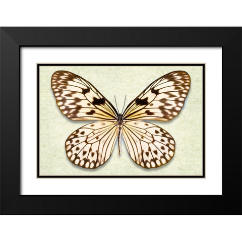 Rice Paper Butterfly Black Modern Wood Framed Art Print with Double Matting by Reynolds, Richard
