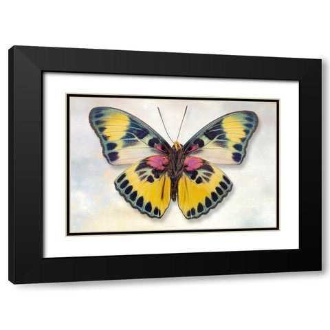 Euphaedra Adonina Black Modern Wood Framed Art Print with Double Matting by Reynolds, Richard