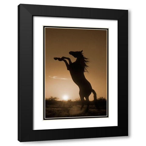 Rearing Horse Silhouette Black Modern Wood Framed Art Print with Double Matting by Dawson, Robert