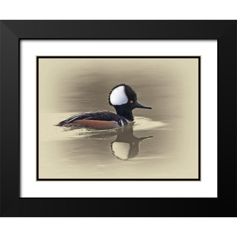 Hooded Merganser Black Modern Wood Framed Art Print with Double Matting by Brown, Jim
