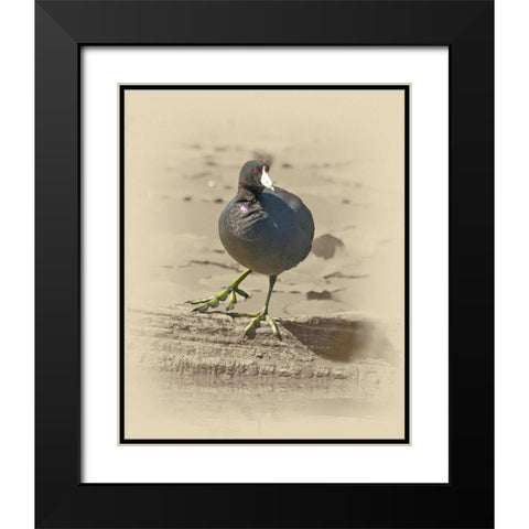 American Coot Black Modern Wood Framed Art Print with Double Matting by Brown, Jim