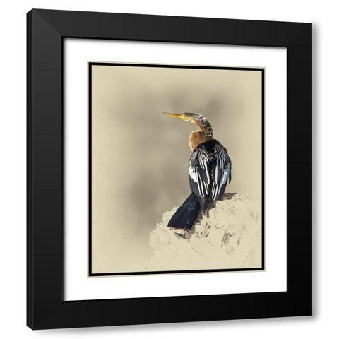 Anhinga Black Modern Wood Framed Art Print with Double Matting by Brown, Jim