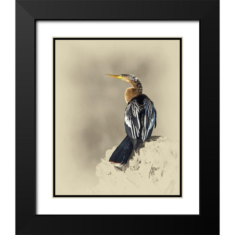 Anhinga Black Modern Wood Framed Art Print with Double Matting by Brown, Jim