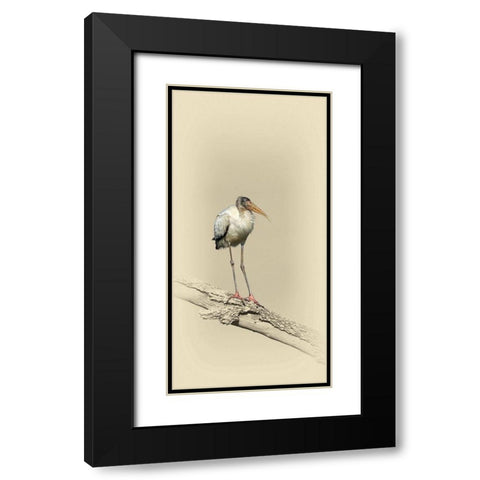Baby Wood Stork Black Modern Wood Framed Art Print with Double Matting by Brown, Jim