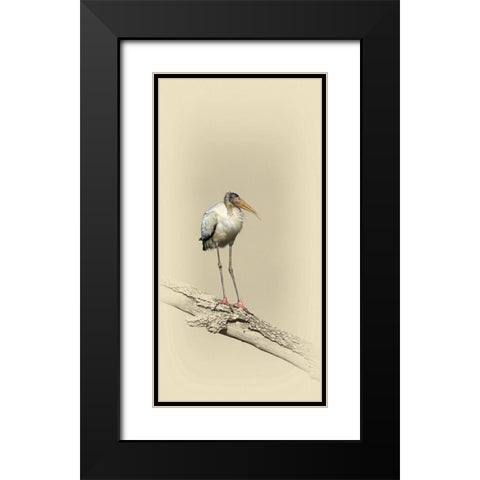 Baby Wood Stork Black Modern Wood Framed Art Print with Double Matting by Brown, Jim