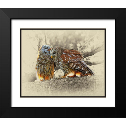 Barred Owls Black Modern Wood Framed Art Print with Double Matting by Brown, Jim