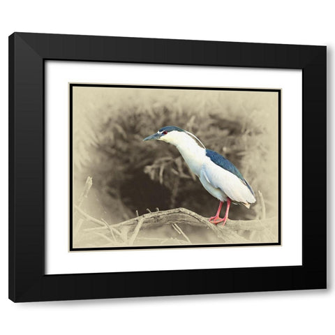 Black Crowned Night Heron Black Modern Wood Framed Art Print with Double Matting by Brown, Jim