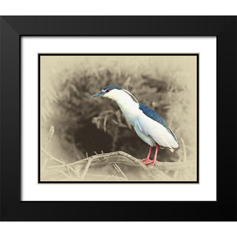 Black Crowned Night Heron Black Modern Wood Framed Art Print with Double Matting by Brown, Jim
