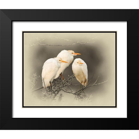 Cattle Egrets Black Modern Wood Framed Art Print with Double Matting by Brown, Jim