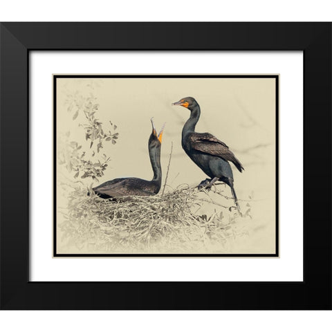 Cormorant Nest Black Modern Wood Framed Art Print with Double Matting by Brown, Jim