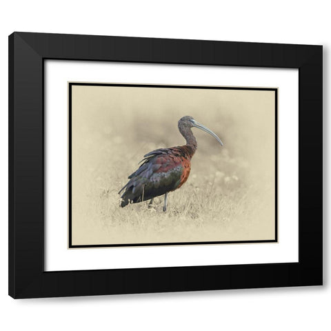 Glossy Ibis 1 Black Modern Wood Framed Art Print with Double Matting by Brown, Jim