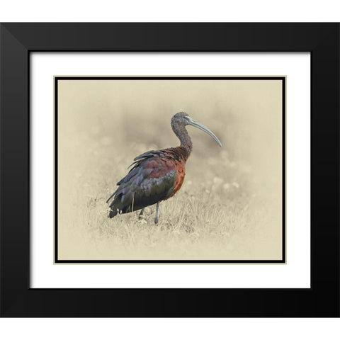 Glossy Ibis 1 Black Modern Wood Framed Art Print with Double Matting by Brown, Jim