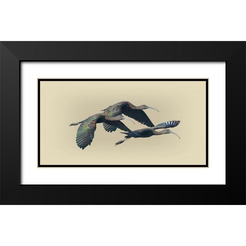 Glossy Ibis Black Modern Wood Framed Art Print with Double Matting by Brown, Jim