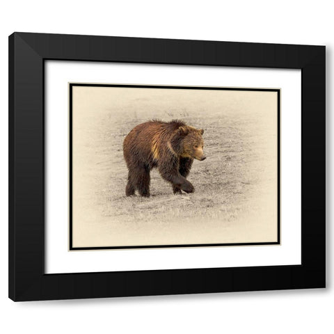Grizzly 2 Black Modern Wood Framed Art Print with Double Matting by Brown, Jim