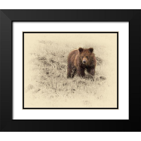 Grizzly Cub 1 Black Modern Wood Framed Art Print with Double Matting by Brown, Jim