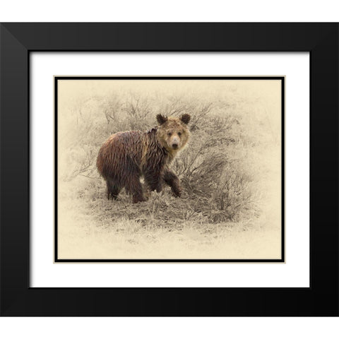 Grizzly Cub 2 Black Modern Wood Framed Art Print with Double Matting by Brown, Jim