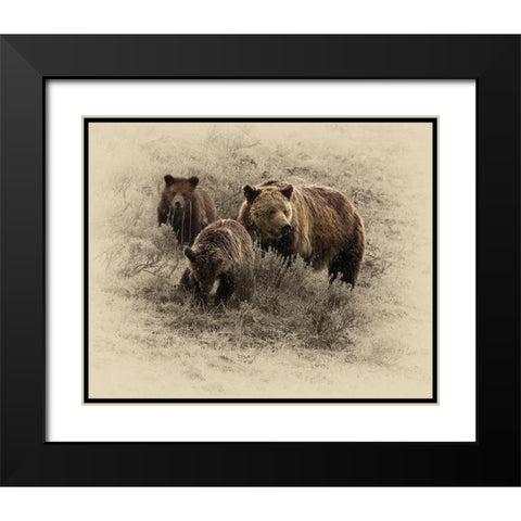 Grizzly Family Black Modern Wood Framed Art Print with Double Matting by Brown, Jim
