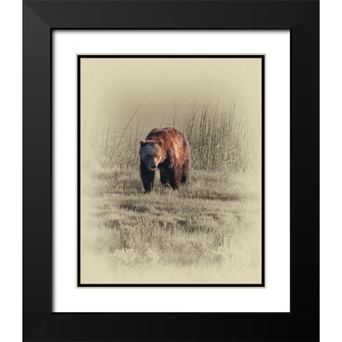 Grizzly Black Modern Wood Framed Art Print with Double Matting by Brown, Jim