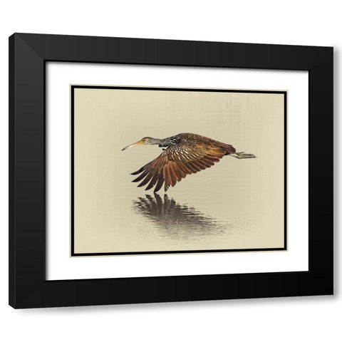 Limpkin Black Modern Wood Framed Art Print with Double Matting by Brown, Jim