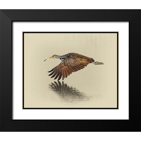 Limpkin Black Modern Wood Framed Art Print with Double Matting by Brown, Jim