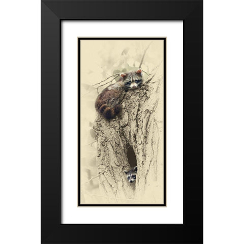 Mom And Baby Raccoon Black Modern Wood Framed Art Print with Double Matting by Brown, Jim