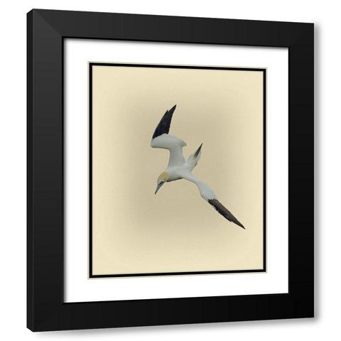 Northern Gannet 2 Black Modern Wood Framed Art Print with Double Matting by Brown, Jim