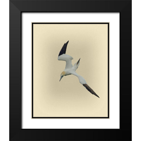 Northern Gannet 2 Black Modern Wood Framed Art Print with Double Matting by Brown, Jim