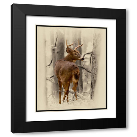 Ohio Buck Black Modern Wood Framed Art Print with Double Matting by Brown, Jim