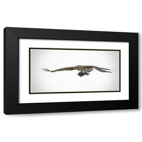 Osprey With Lunch Black Modern Wood Framed Art Print with Double Matting by Brown, Jim