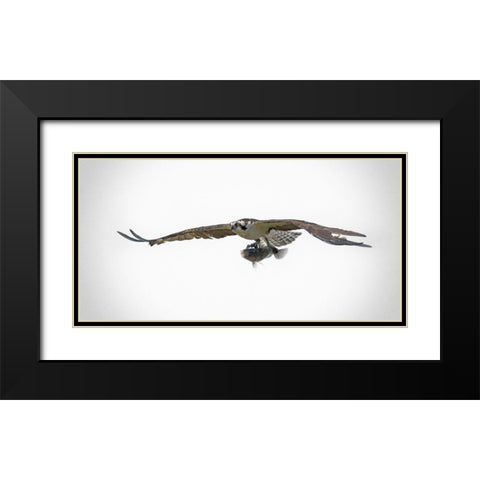 Osprey With Lunch Black Modern Wood Framed Art Print with Double Matting by Brown, Jim