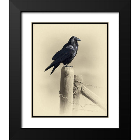 Raven Black Modern Wood Framed Art Print with Double Matting by Brown, Jim
