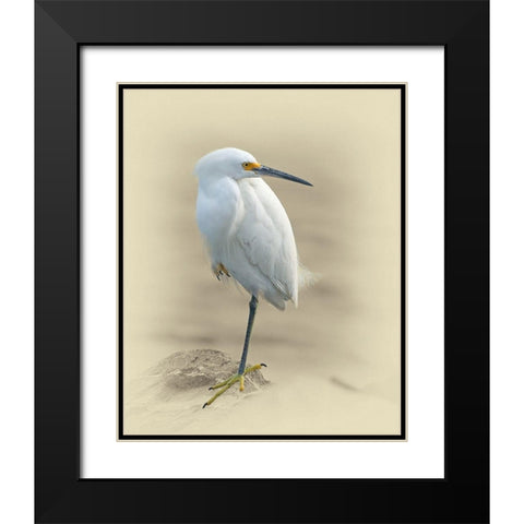 Snowy Egret Black Modern Wood Framed Art Print with Double Matting by Brown, Jim