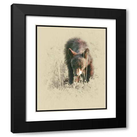 Young Black Bear Black Modern Wood Framed Art Print with Double Matting by Brown, Jim